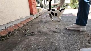The cats Trixie and Dalma are competing with each other to be petted