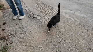 This friendly street cat starts purring loudly every time I touch her