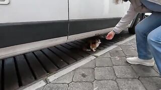 We Met the Most Talkative Calico Cat Ever!