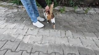 Two stray cats are talking to me with their sweetest meows