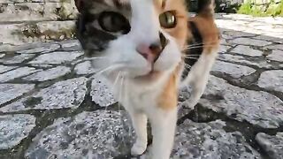 A street cat with an incredibly cute meow doesn't like to be touched