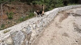 Two stray cats are competing with each other for attention and affection