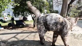 This Cute Stray Cat Convinces Me to Feed Her with Her Heartwarming Meows