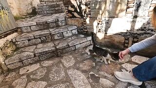 The cute kitten purrs and bumps his head against my camera