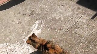 The stray cat, whom we hadn't seen in a long time, was overjoyed