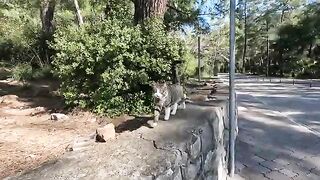 Instead of Leo the cat, there was another friendly cat today