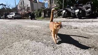 The orange cat ran towards us and wanted to be petted