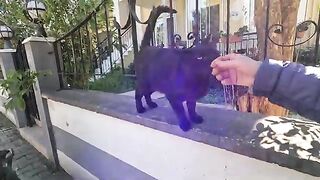 The very hungry stray cat keeps biting my hand as if begging for food