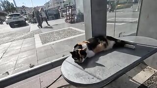 Stray cat we always see at the bus stop started meowing when it recognized us