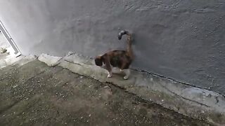 Stray cat rubbing against us and purring wants to be friends with us