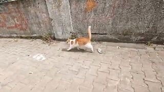 Inspired by the other cat, the cat overcame its shyness and became more affectionate