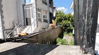 The orange cat came running towards us happily, her tail in the air