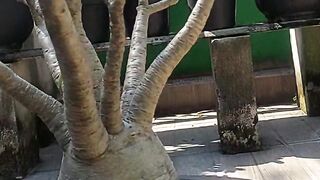 Adenium (Desert Rose)