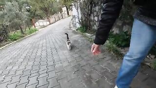 Cute stray cat is excitedly trying to tell me something
