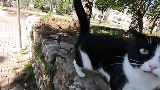 Tuxie the cat is very friendly and very hungry every time we meet
