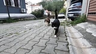 Pom pom the cat and her friend came running towards us and started purring
