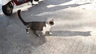 Street cat meowing like it was crying, was very hungry