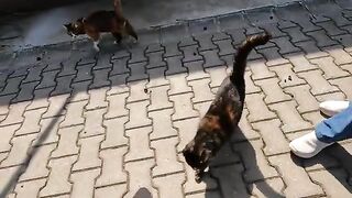 Calico cat doesn't want to share our love with another cat