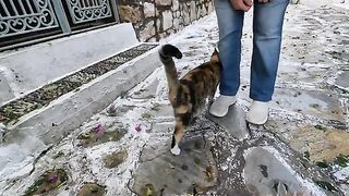 Very hungry stray cat is asking me for food with its cutest meows and trills