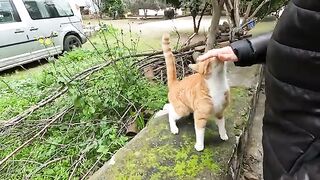 Clementine, jealous of the other cat, attacked her first and then me
