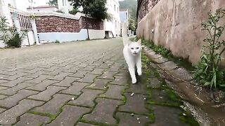 Cat with different colored eyes was very hungry and very happy to see us
