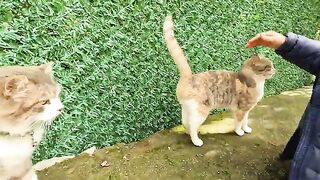 The cute street cat pushes her head against my hand, wanting me to pet her