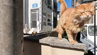 Every Time We Meet, This Stray Cat Extends Her Paw to Greet Me
