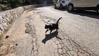 When I started petting Dali the cat,she began to wag her tail with happiness