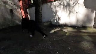 Cute tuxedo cat is asking us for food with her high pitched meow