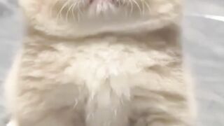 miawwwww