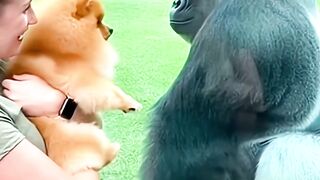 That gorilla had deadly aim