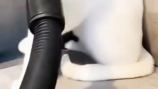 Why We Can’t Have Nice Things: Cat Edition"