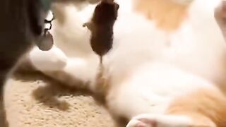 The cat’s reaction ????