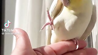 So Cute Parrot 3