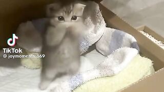 Cat Funny Video 9