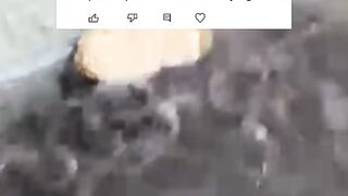KAPAN larva lele LEPAS CASUT dan makan PELET