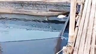 Budidaya lele paling SIMPLE  MUDAH dan menguntungkan