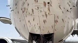 Mengapa Burung Adalah "Musuh Tersembunyi" Paling Ditakuti Para Pilot? ????✈️