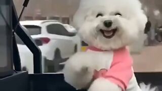 This little dog is quite the pro! ???? #AdorablePetsVeryEntertaining