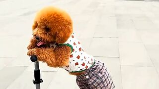 Pudding loves riding a scooter #SkateboardPudding #TeddyPudding #PetDailyLife