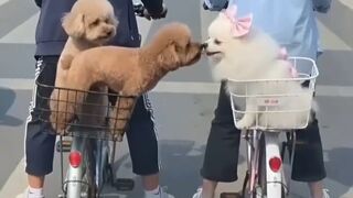 Managed to catch the stupid guy alive ????