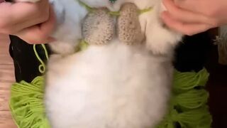 Please enjoy the belly jiggle of the cat dance