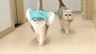 Cute cats kittens meowing ????✨???? #catlover #cutecat