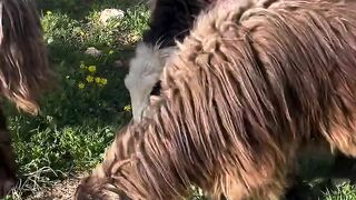The Great Migration: Herding Sheep Through the Mountains