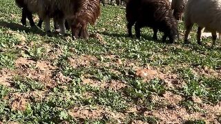 A Day in the Life of a Shepherd: Mountain Edition