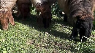 Nature’s Traffic Jam: 1,000 Sheep on a Narrow Path