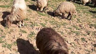 How My Herding Dog Keeps This Massive Flock in Line
