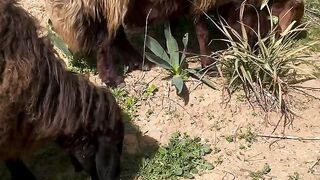 Ancient Traditions in the Modern World: Sheep Herding