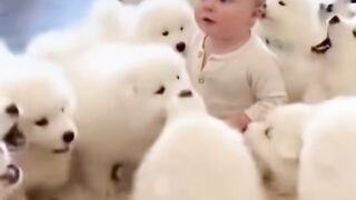 Dog and Baby Funny Video