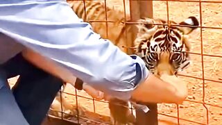 Tiger Cub Trapped In Fence But Rescue Turns Tense As Mother Returns